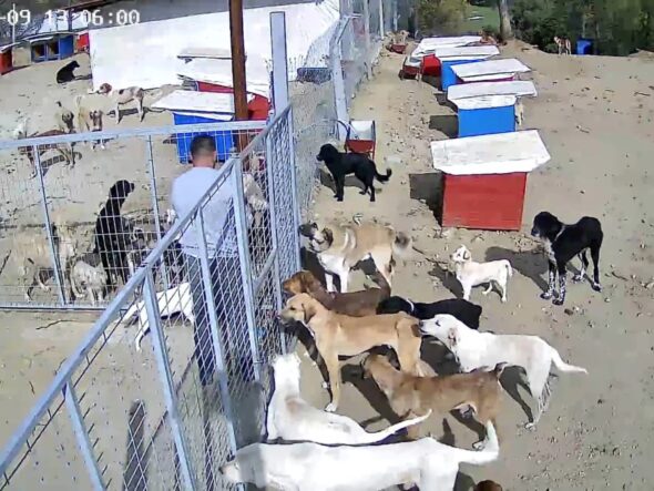İLÇELERDEKİ SAHİPSİZ KÖPEKLER TOPLANIYOR