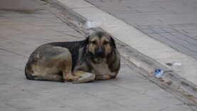 KIZILTEPE BELEDİYESİ VATANDAŞIN SOKAK KÖPEĞİ ŞİKAYETİNE DUYARSIZ KALDI