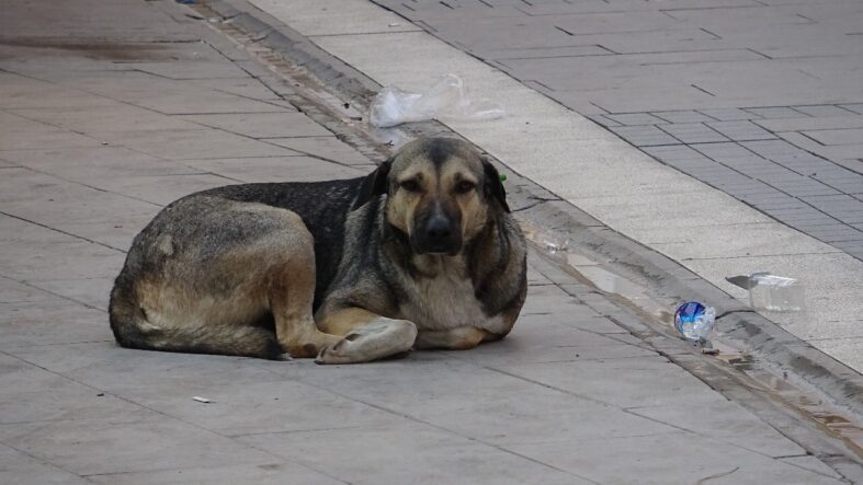 KIZILTEPE BELEDİYESİ VATANDAŞIN SOKAK KÖPEĞİ ŞİKAYETİNE DUYARSIZ KALDI