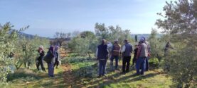 zeytin